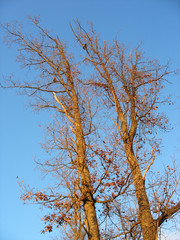 arbres