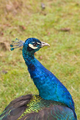 Fototapeta premium Blue Peacock Profile