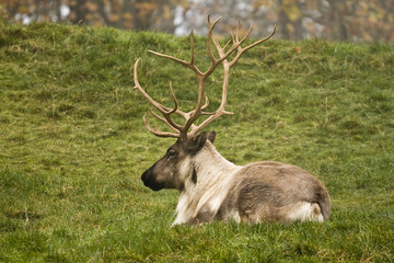 Reindeer Resting in Field