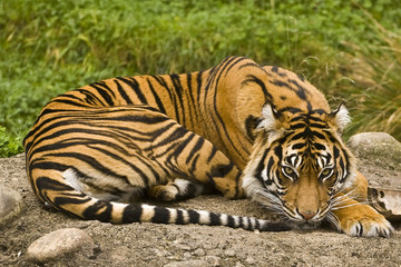 Resting Sumatran Tiger