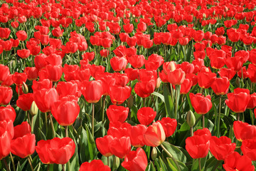 Fototapeta premium Red tulips