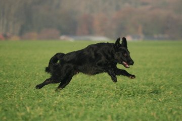 Flat-coated Retriever noir bondissant