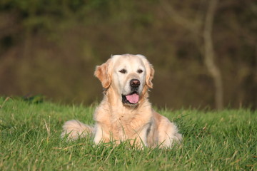 P&eacute;p&egrave;re Golden Retriever couch&eacute; &agrave; la campagne