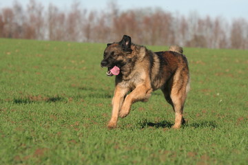la course effréné du leonberg