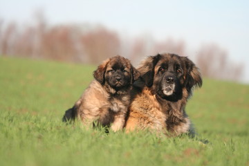 le regard observateur de la maman leonberg et de son chiot