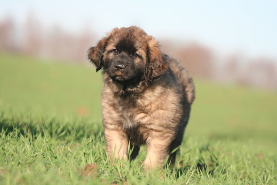 adorable chiot leonberg en ballade
