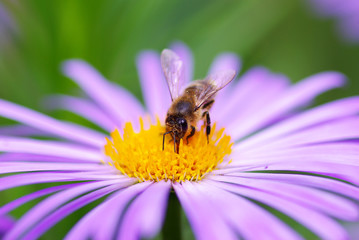 flower and bee