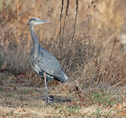 Great Blue Heron