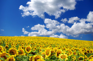 Fototapeta premium meadow