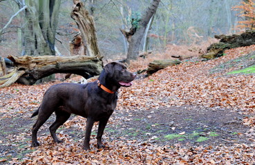 chocolate labrador