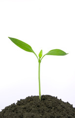 new life