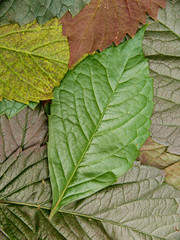Fototapeta na wymiar Leaves of a tree of a bush