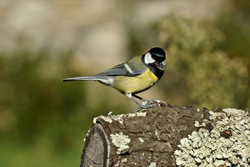 Mésange charbonnière