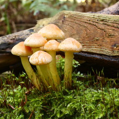 Hypholome capnoides