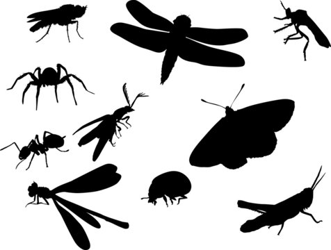 bugs and other insect silhouettes