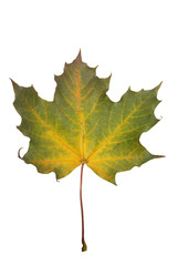 maple leaf on white