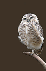 Burrowing Owl
