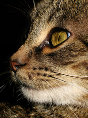 Gatto che guarda attento