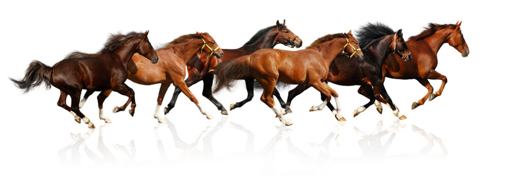 herd gallops