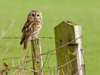 Tawny Owl sitting on a fence