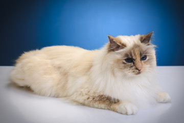 Fototapeta premium white cat