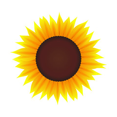 sonnenblume