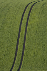 Fahrspur in einem Getreidefeld im Fr&uuml;hsommer