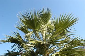 Obraz premium Palmier