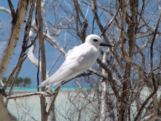 Oiseau blanc