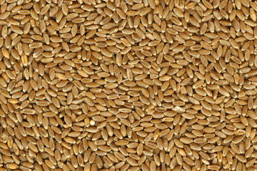 hard red winter wheat grain