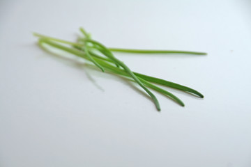 Fototapeta premium herbs