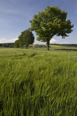 Fototapeta na wymiar Getreideähren im Frühjahr vor einer Baumallee