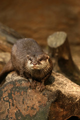 Animals: otter