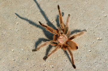 ARAÑA
