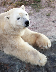 Obraz na płótnie Canvas polar white bear