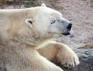 polar white bear © Lana Langlois