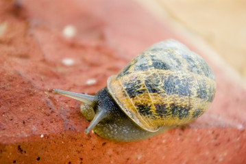 Beautiful garden snail