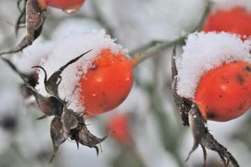 Hagebutten mit Schneehaube detail