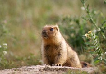 Naklejka na ściany i meble Young steppe marmot sits near a hole