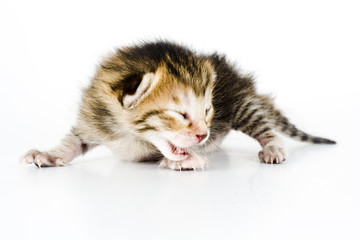 pequeño gatito maullando
