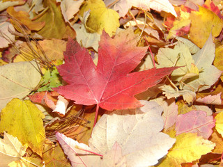 Naklejka na ściany i meble pile of autumn leaves