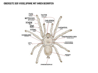 vogelspinnen beschreibung