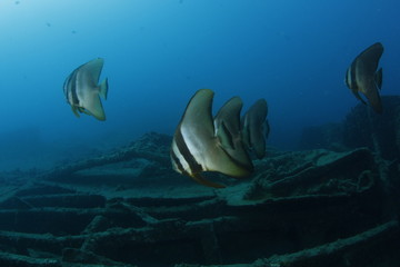 Fototapeta na wymiar Bat ryb