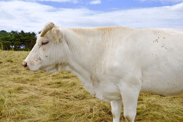 bretagne,belle-île : vache
