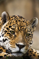 Fototapeta na wymiar Leopard Portrait Close up
