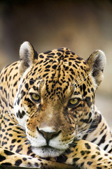 Leopard Portrait Close up