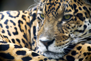 Leopard Portrait Close up