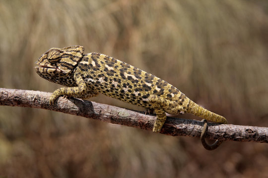 Common Chameleon In The Nature