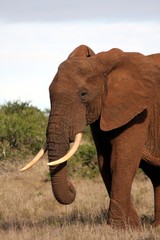 Fototapeta premium African Elephant