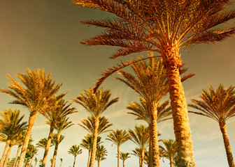 Palm forest at sunset